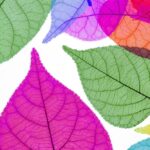 rosliny-o-kolorowych-lisciach-do-twojego-ogrodu-jak-wybrac-najlepsze-gatunki