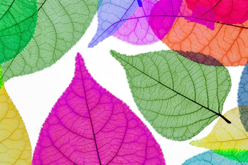 rosliny-o-kolorowych-lisciach-do-twojego-ogrodu-jak-wybrac-najlepsze-gatunki