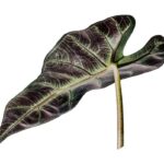 rosliny-z-duzymi-liscmi-do-ogrodu-najpiekniejsze-wybory-dla-twojej-przestrzeni