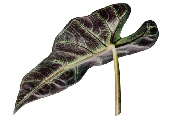 rosliny-z-duzymi-liscmi-do-ogrodu-najpiekniejsze-wybory-dla-twojej-przestrzeni