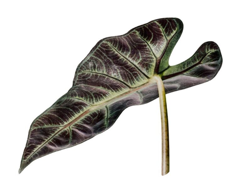 rosliny-z-duzymi-liscmi-do-ogrodu-najpiekniejsze-wybory-dla-twojej-przestrzeni