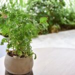 iglaki-na-balkon-i-taras-jakie-gatunki-wybrac-do-donic-i-jak-je-pielegnowac