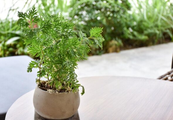 iglaki-na-balkon-i-taras-jakie-gatunki-wybrac-do-donic-i-jak-je-pielegnowac