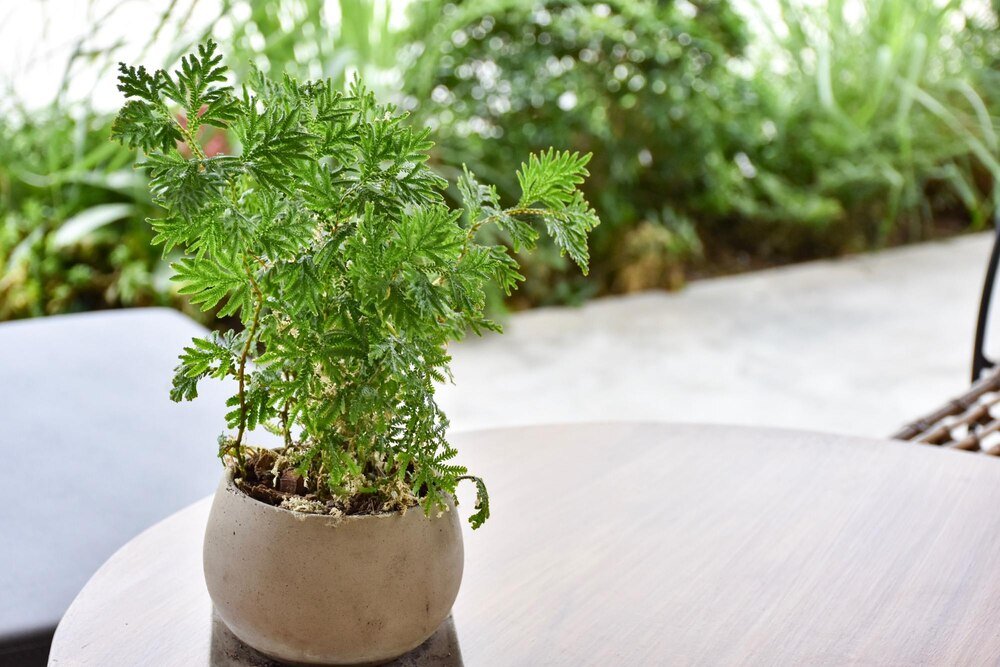 iglaki-na-balkon-i-taras-jakie-gatunki-wybrac-do-donic-i-jak-je-pielegnowac