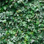 jak-stworzyc-efektowny-zywoplot-z-bluszczu-na-ogrodzeniu