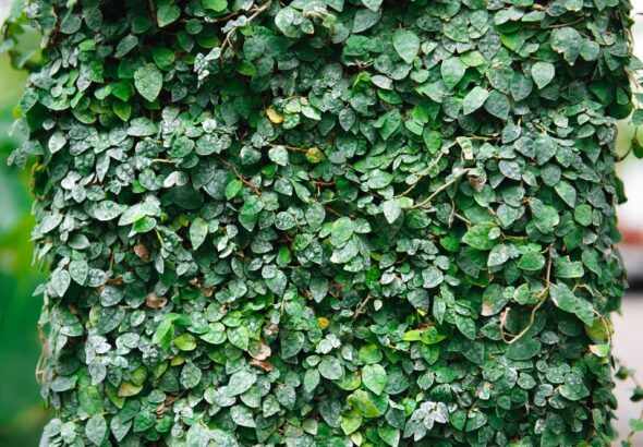 jak-stworzyc-efektowny-zywoplot-z-bluszczu-na-ogrodzeniu