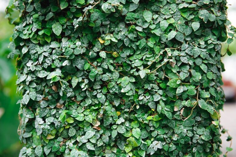 jak-stworzyc-efektowny-zywoplot-z-bluszczu-na-ogrodzeniu