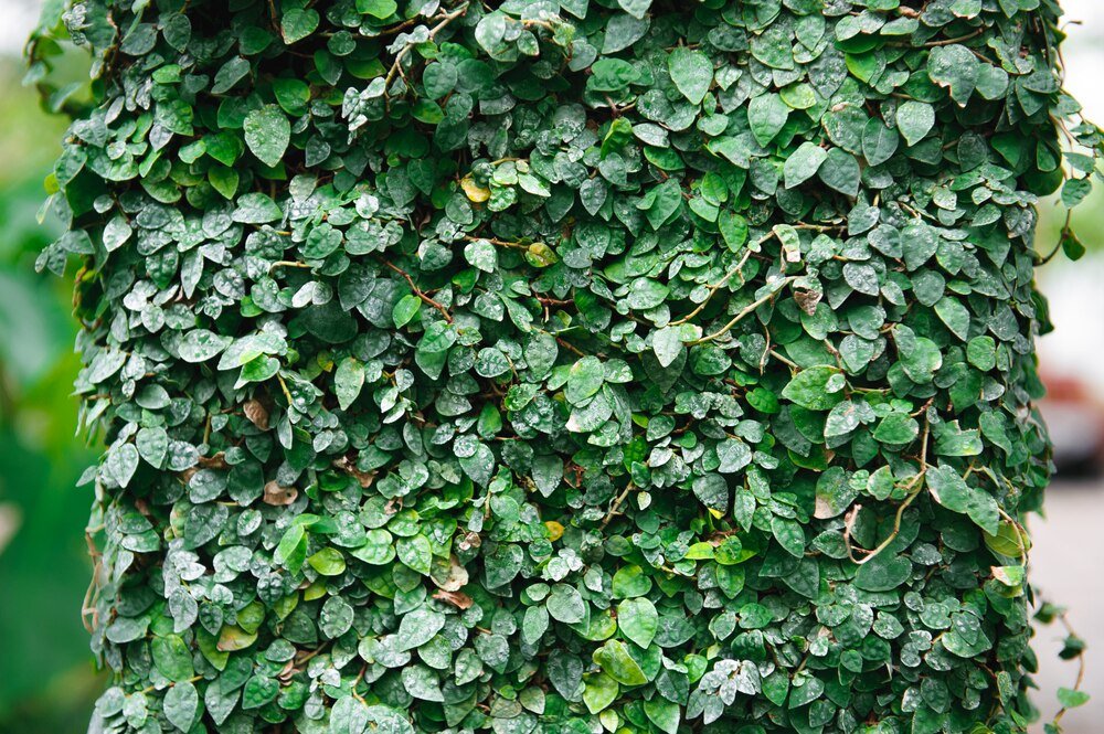 jak-stworzyc-efektowny-zywoplot-z-bluszczu-na-ogrodzeniu