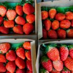 najlepsze-polskie-odmiany-truskawek-slodkie-aromatyczne-i-odporne-na-warunki-pogodowe