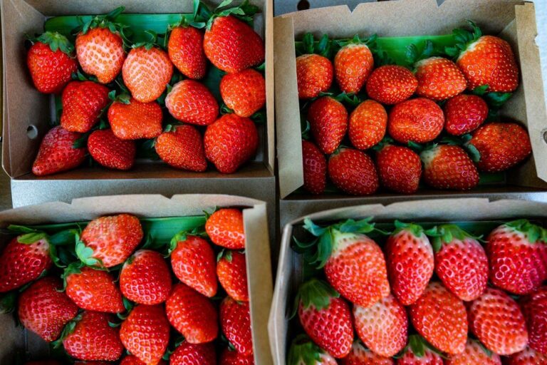 najlepsze-polskie-odmiany-truskawek-slodkie-aromatyczne-i-odporne-na-warunki-pogodowe