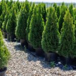 zywoplot-z-cisow-jak-wybrac-najlepsza-odmiane-i-kiedy-sadzic