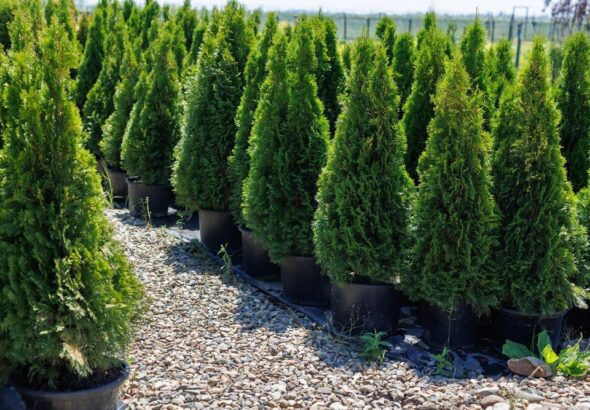 zywoplot-z-cisow-jak-wybrac-najlepsza-odmiane-i-kiedy-sadzic