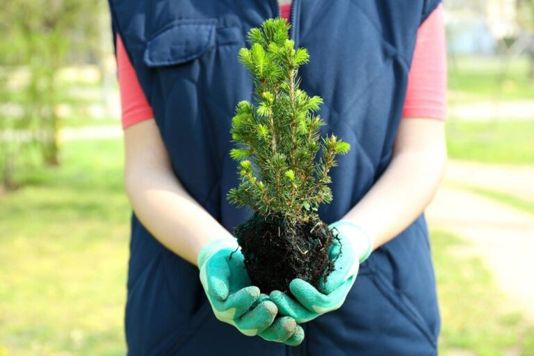 glogownik-zimozielony---uprawa-i-pielegnacja-w-ogrodzie-2