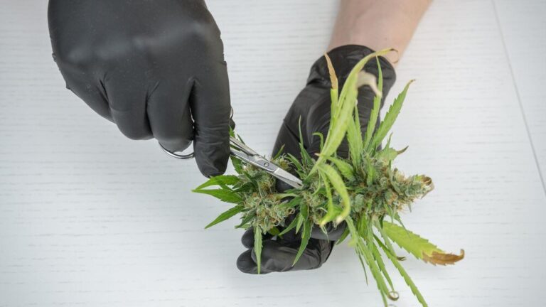 jak-skutecznie-zwalczyc-chwastnice-jednostronna-w-trawniku---porady-eksperta-2