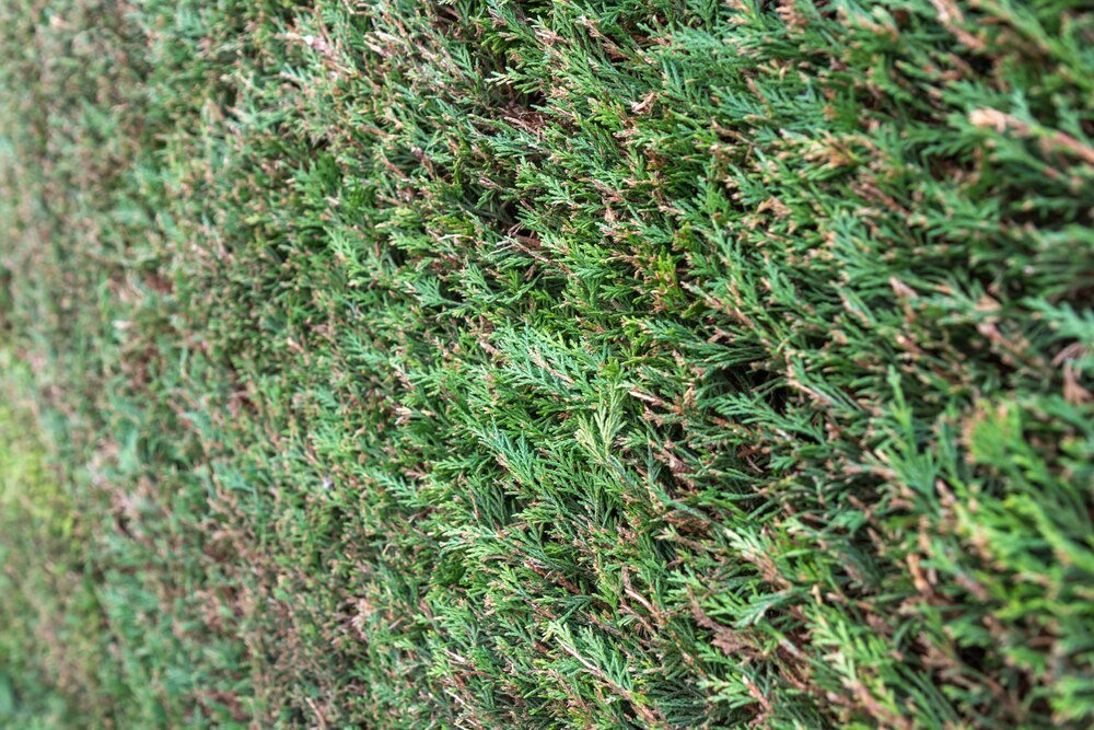 ligustr-zimozielony-idealny-wybor-na-zywoplot-w-ogrodzie-2