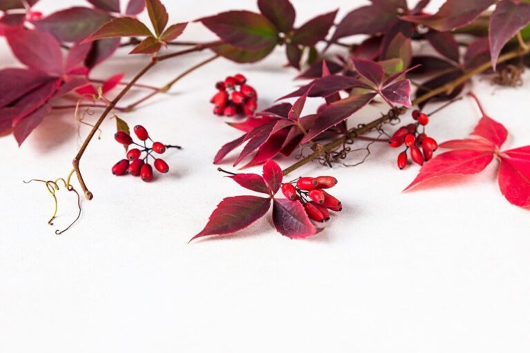 najpiekniejsze-drzewa-i-krzewy-o-czerwonych-lisciach-ktore-ozdobia-twoj-ogrod-przez-caly-rok-2