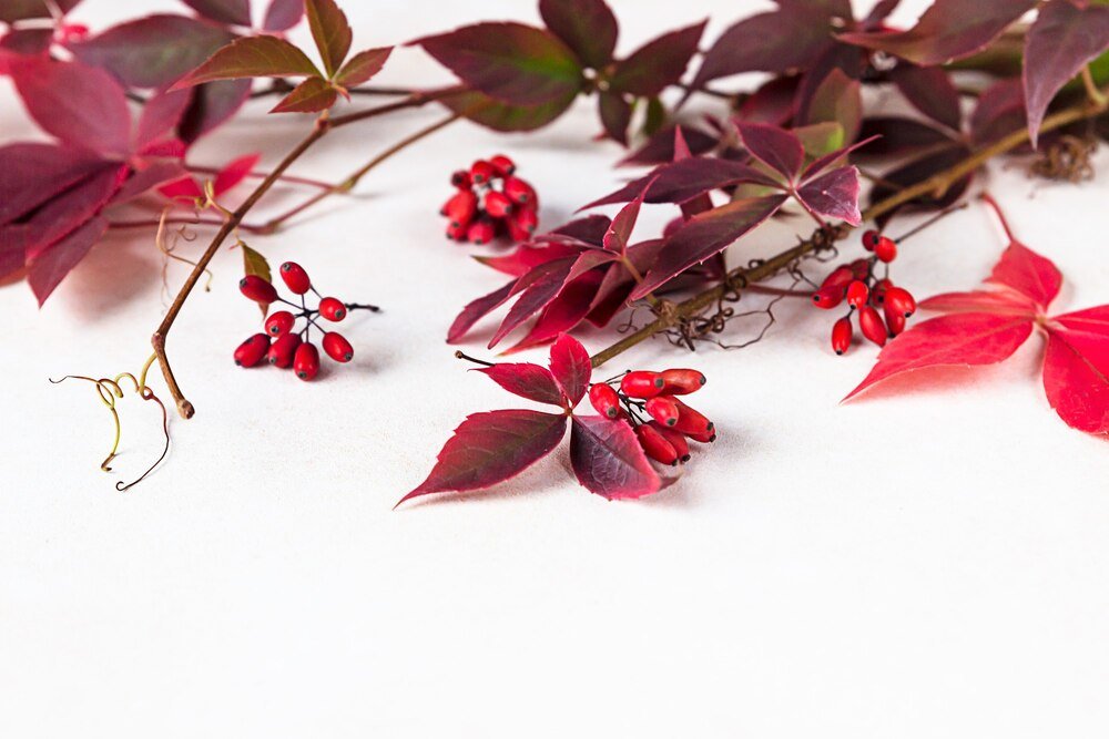 najpiekniejsze-drzewa-i-krzewy-o-czerwonych-lisciach-ktore-ozdobia-twoj-ogrod-przez-caly-rok-2