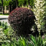 niskie-krzewy-ozdobne-do-ogrodu-sadzenie-i-pielegnacja-3