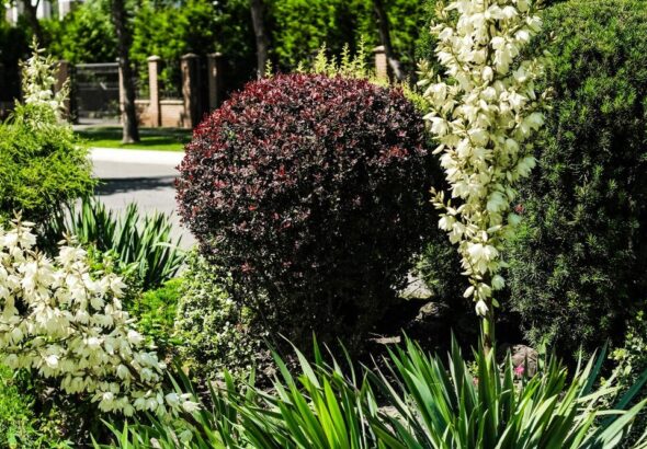 niskie-krzewy-ozdobne-do-ogrodu-sadzenie-i-pielegnacja-3