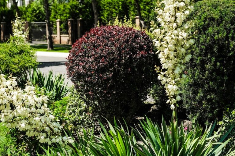 niskie-krzewy-ozdobne-do-ogrodu-sadzenie-i-pielegnacja-3