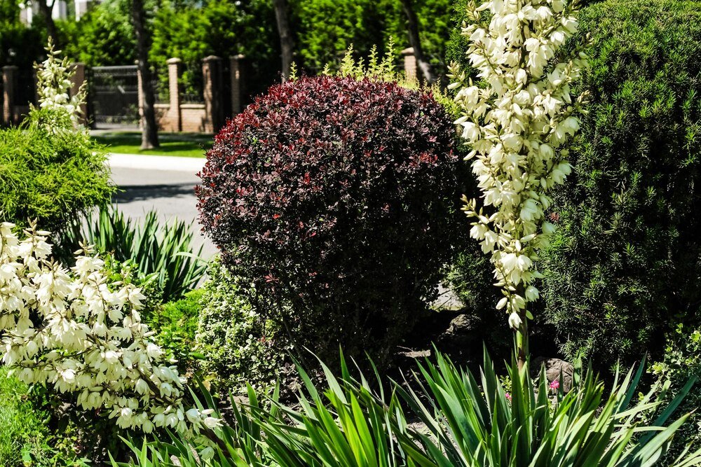 niskie-krzewy-ozdobne-do-ogrodu-sadzenie-i-pielegnacja-3