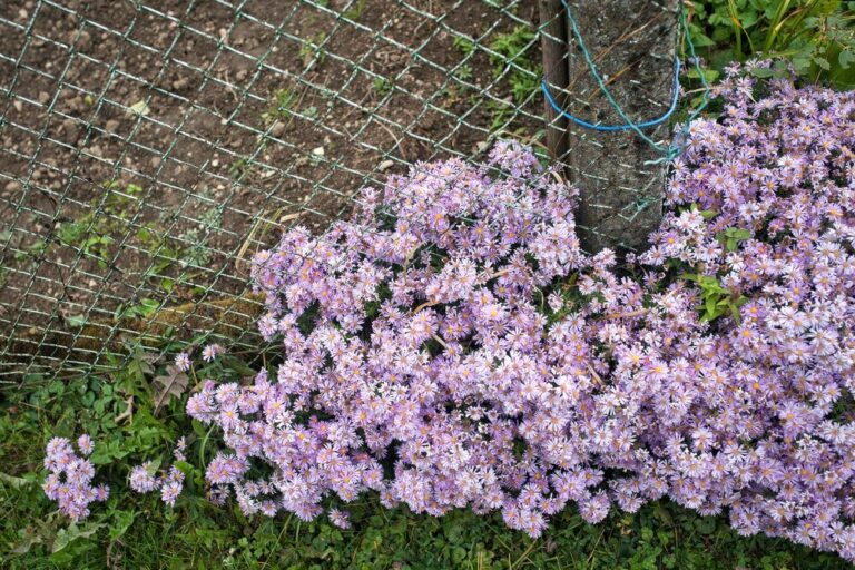 werbena-zwisajaca-jak-uprawiac-ja-na-balkonie-2